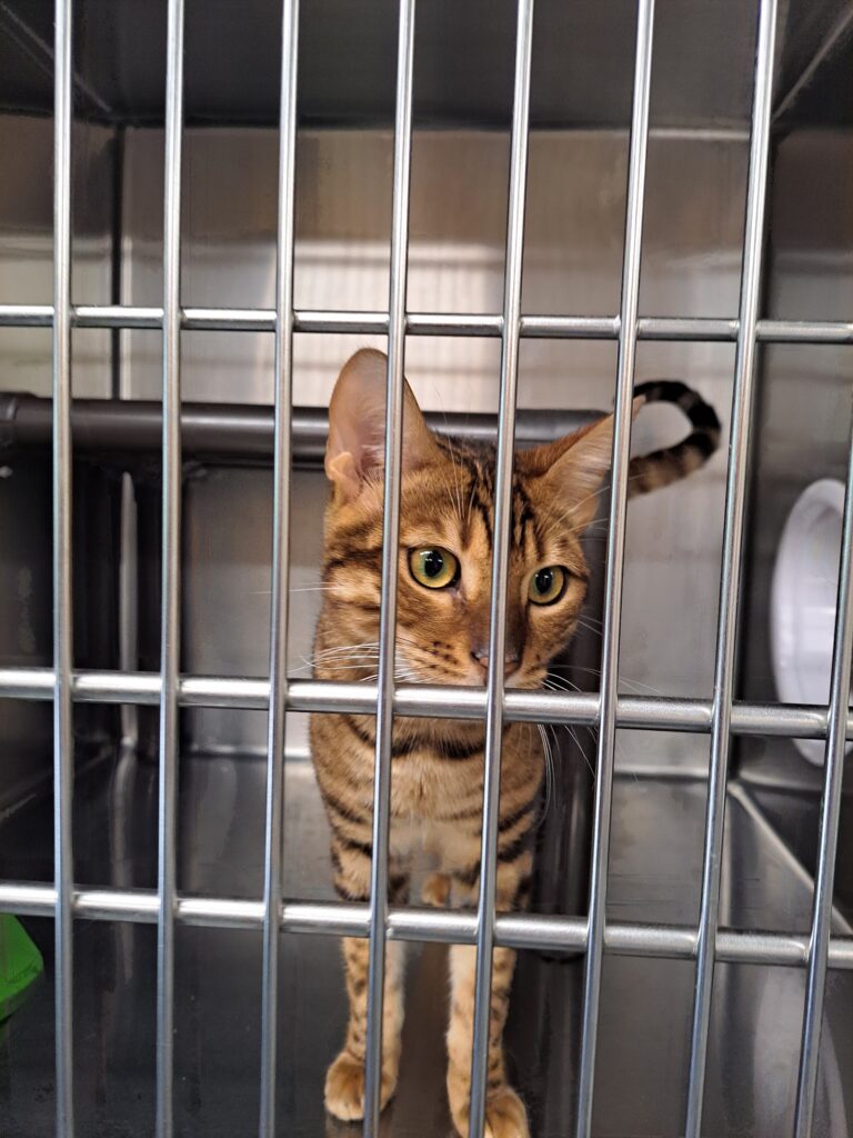 Mississauga Animal Services Shelter - photo by Joe Horneck via Google